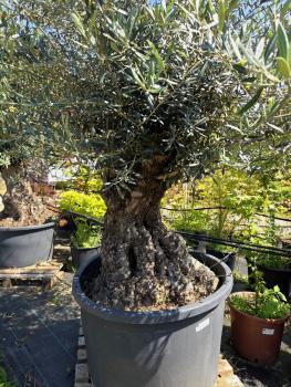 Preview: Olivenbaum Hojiblanca  260 cm -  (ca. 150 Jährig) mit sehr dickem knorrigem Stamm.